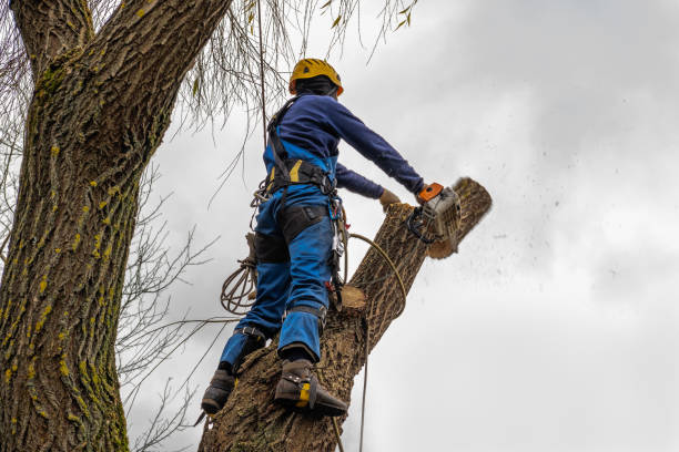 Best Mulching Services  in Nescopeck, PA